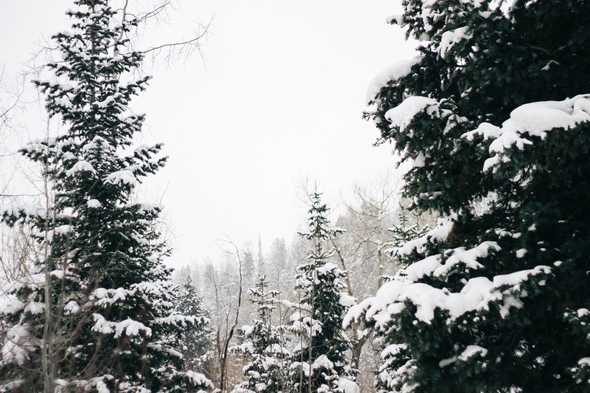 Snow on evergreen trees